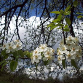 Крушата разцъфна