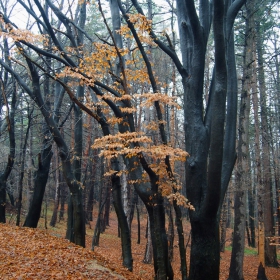 Есенна импресия