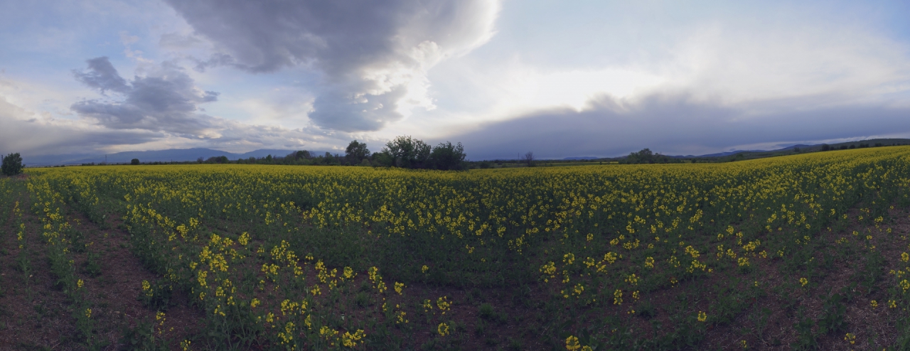 Панорама с рапица