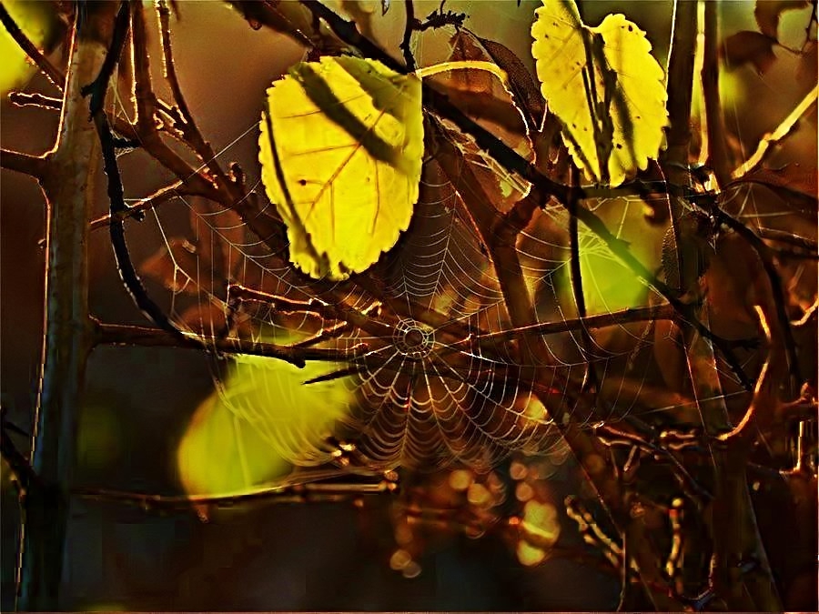The Whisper Of The Leaves