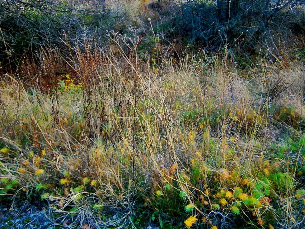 Field grass in early morning