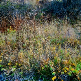 Field grass in early morning