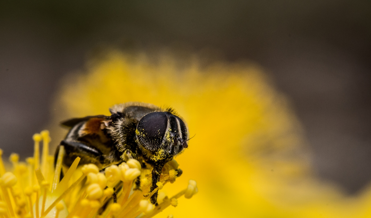 The Bee