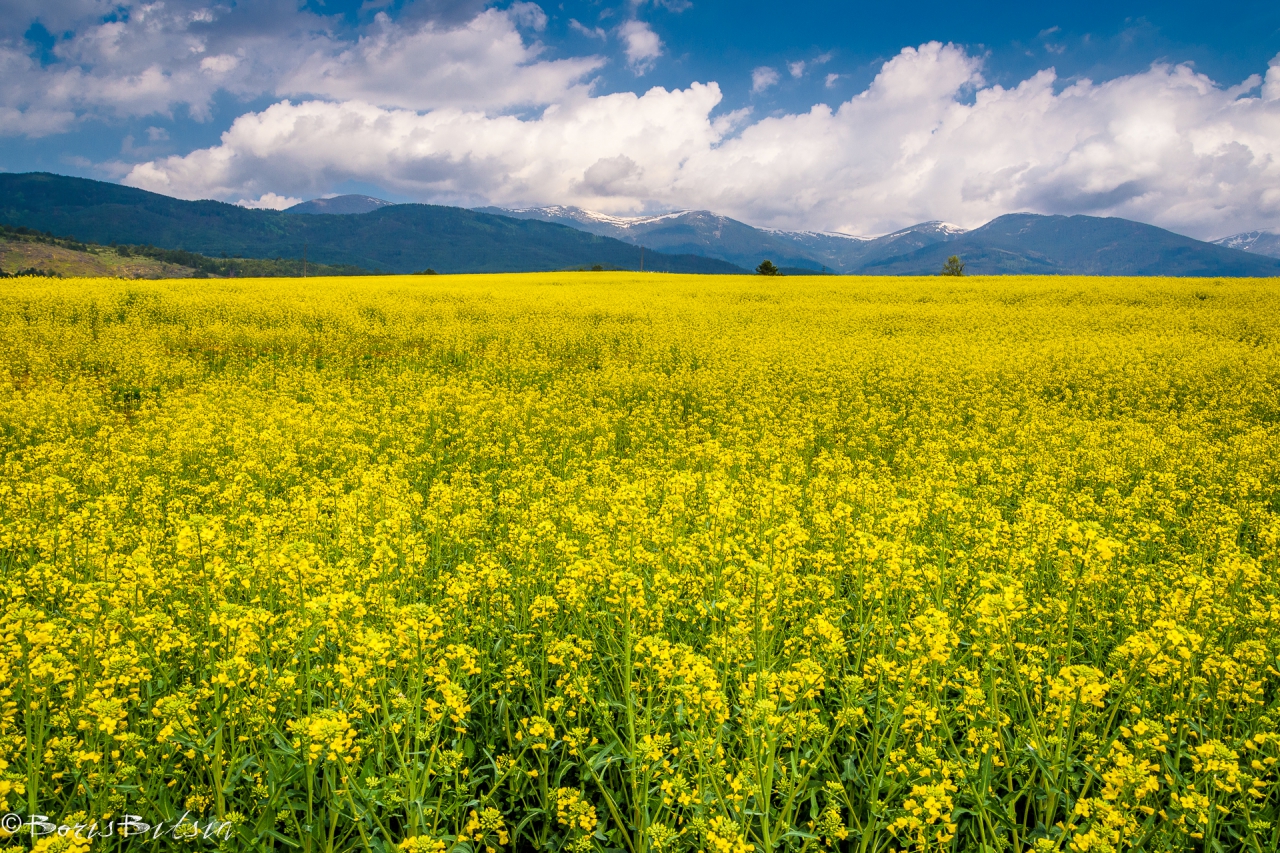 Рапица