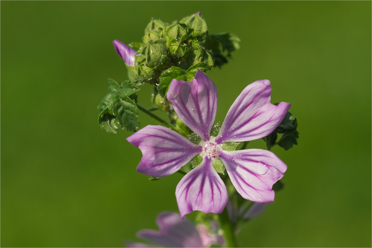 Слез  Malva vulgaris