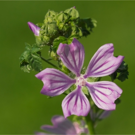 Слез  Malva vulgaris