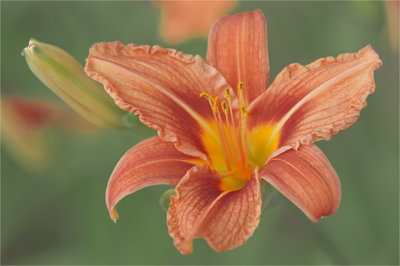 ... Хемерокалис Hemerocallis