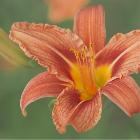 ... Хемерокалис Hemerocallis