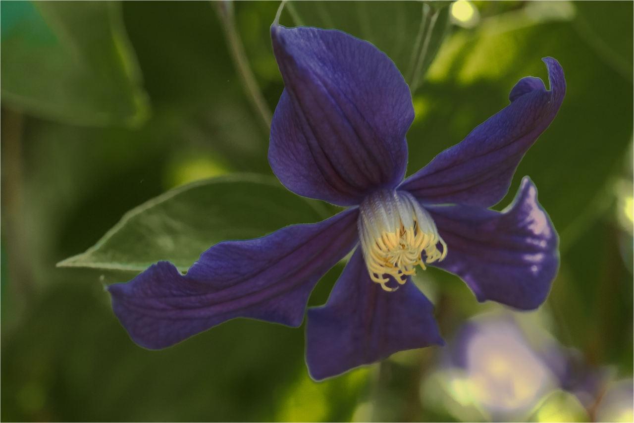 ... Клематис Clematis