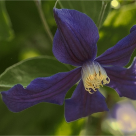 ... Клематис Clematis