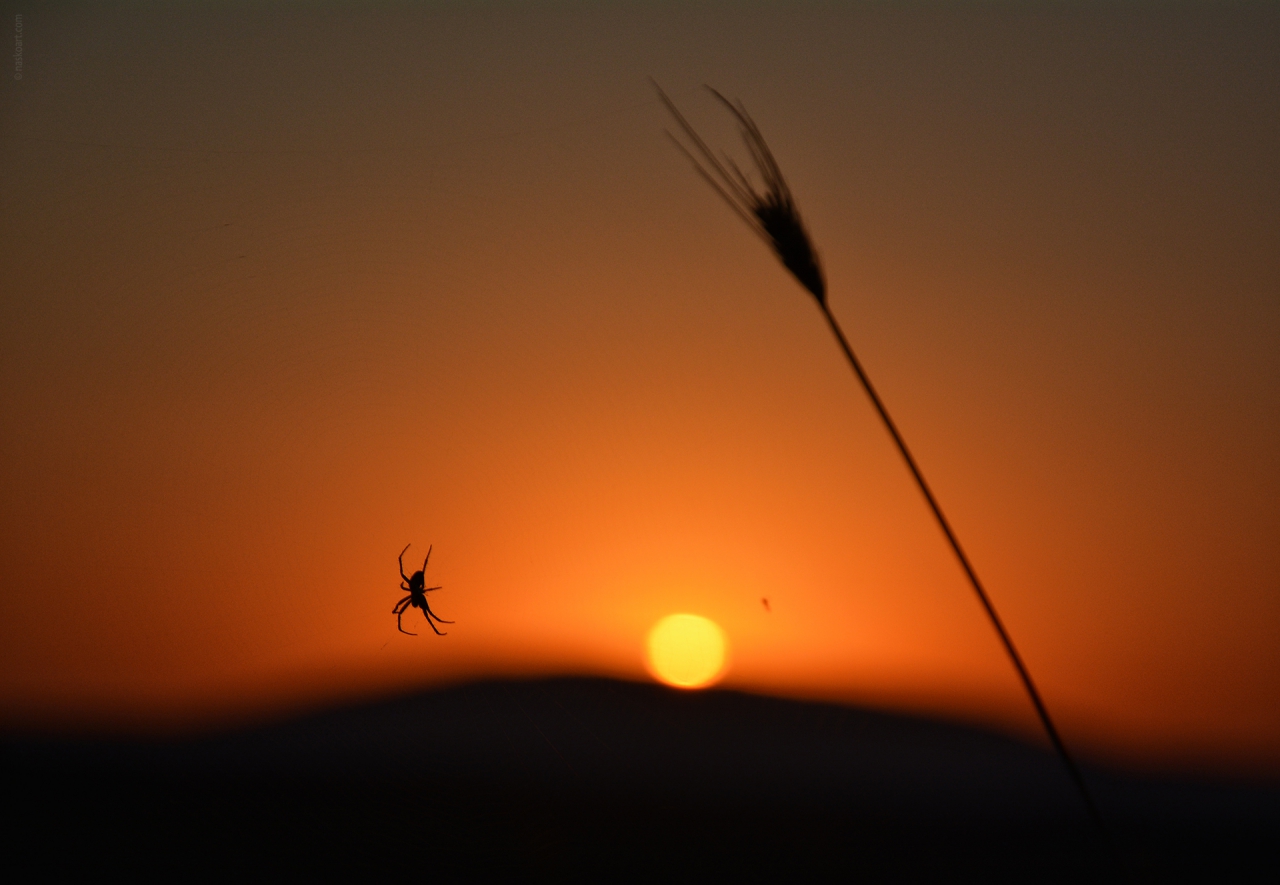 Spider