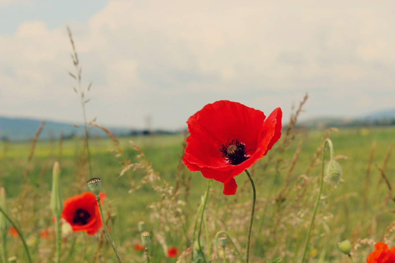 red spots in the field