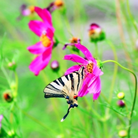 Пеперуда и цвете