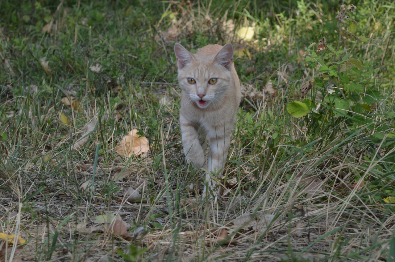 горско коте