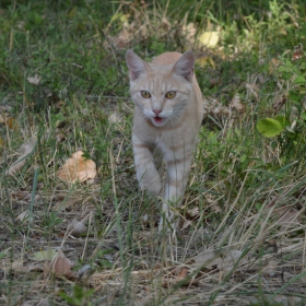 горско коте