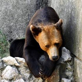Съвременна българска мечка-Ursus bulgaricum contemporari