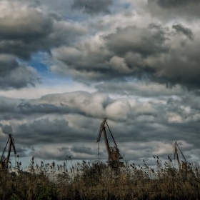 Кранове сред тръстиките