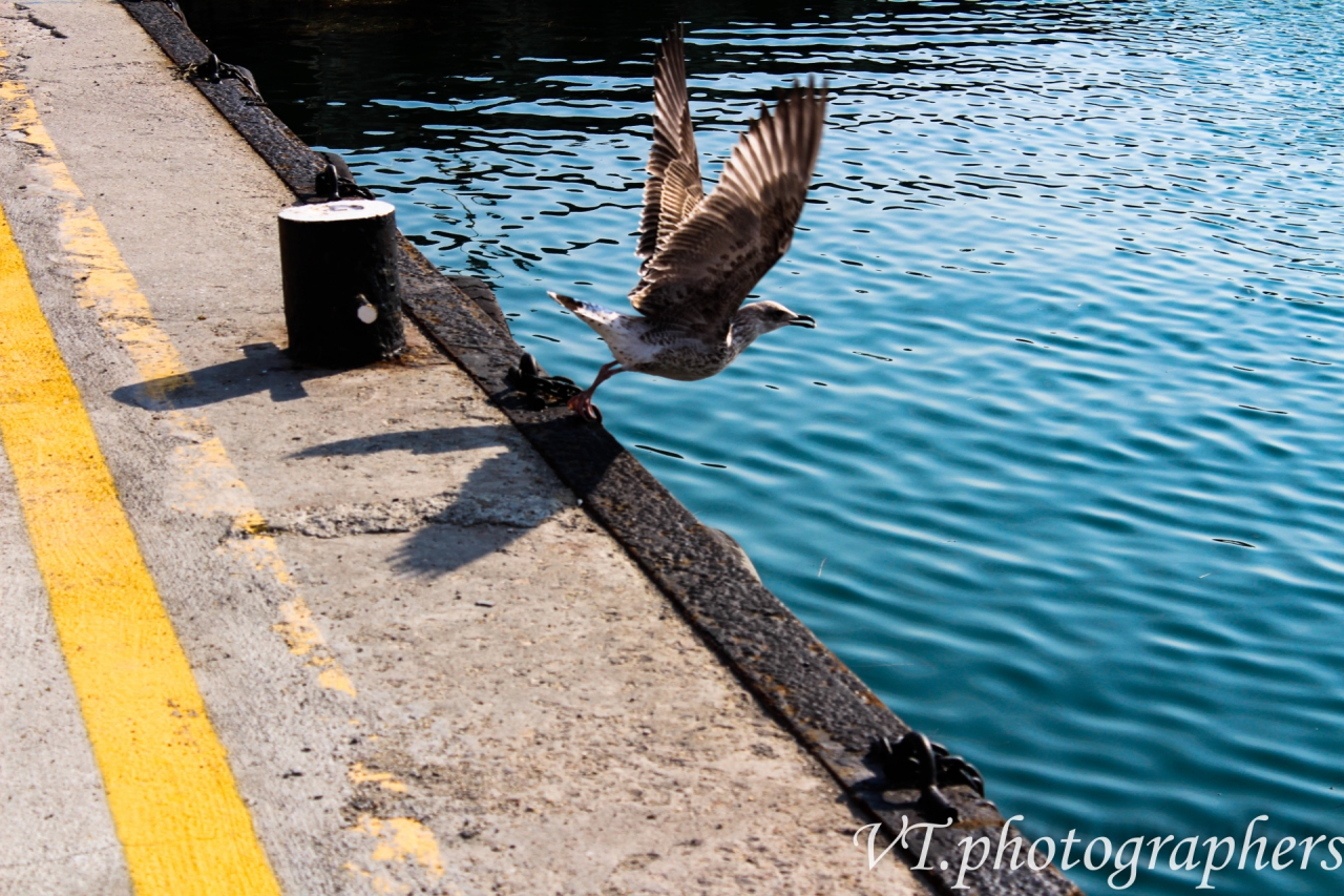 VT.photographers