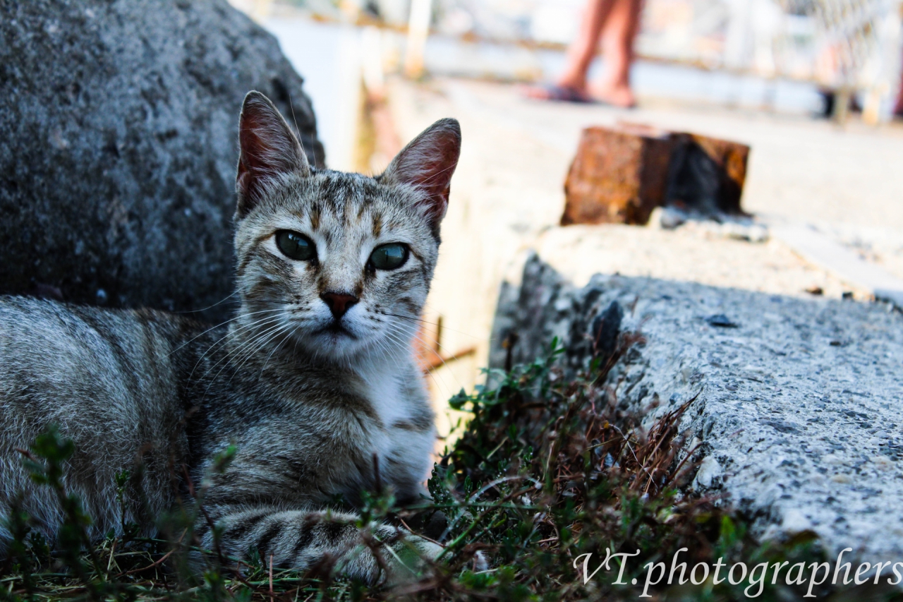 Котенце