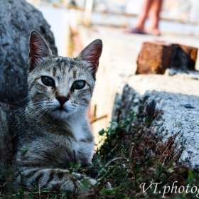 Котенце