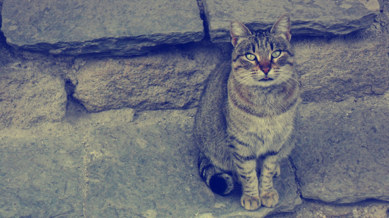 Ретро коте