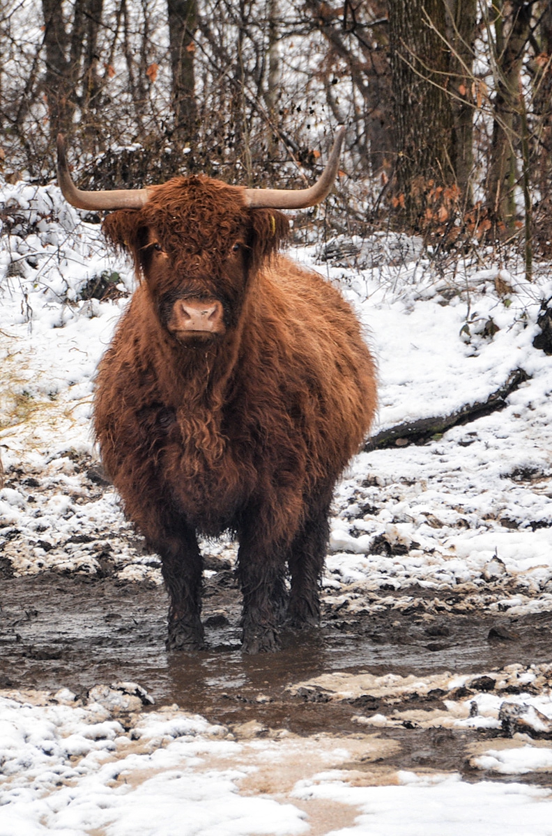 Scottish bull