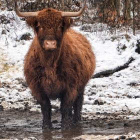 Scottish bull