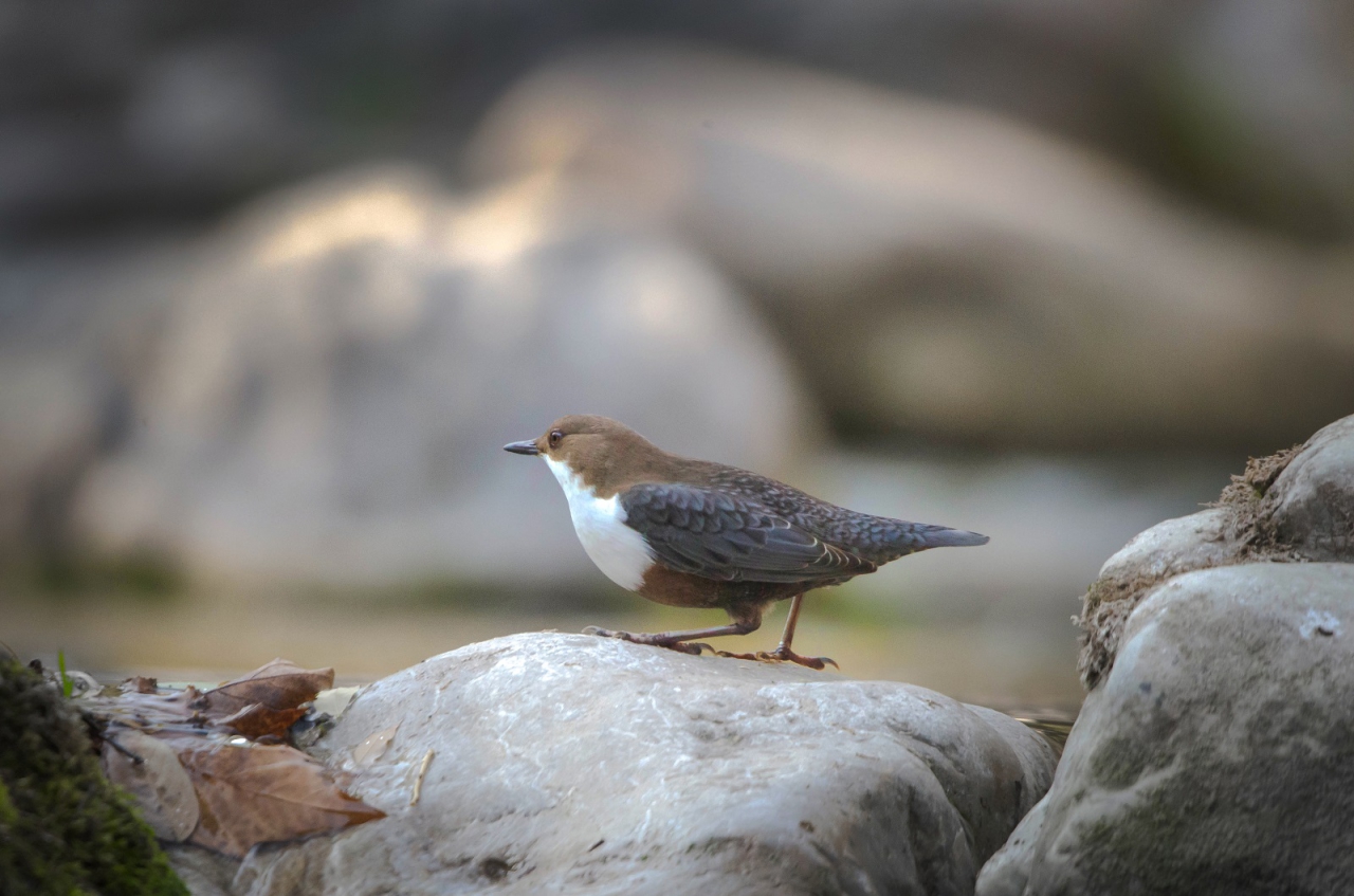 Воден кос