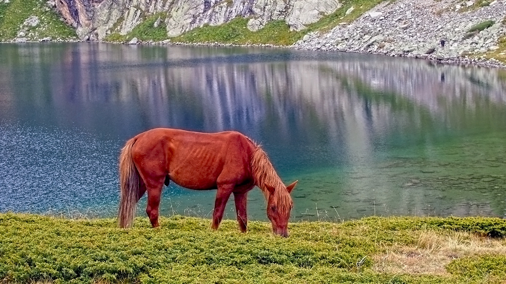 На паша край Бъбрека