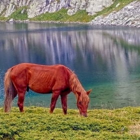 На паша край Бъбрека