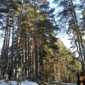 Боровец