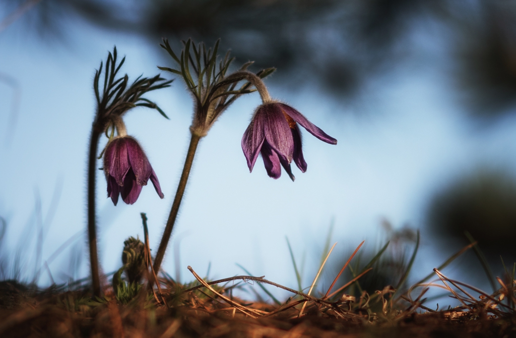 съсънка  Pulsatilla Pratensis L.