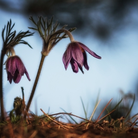 съсънка  Pulsatilla Pratensis L.