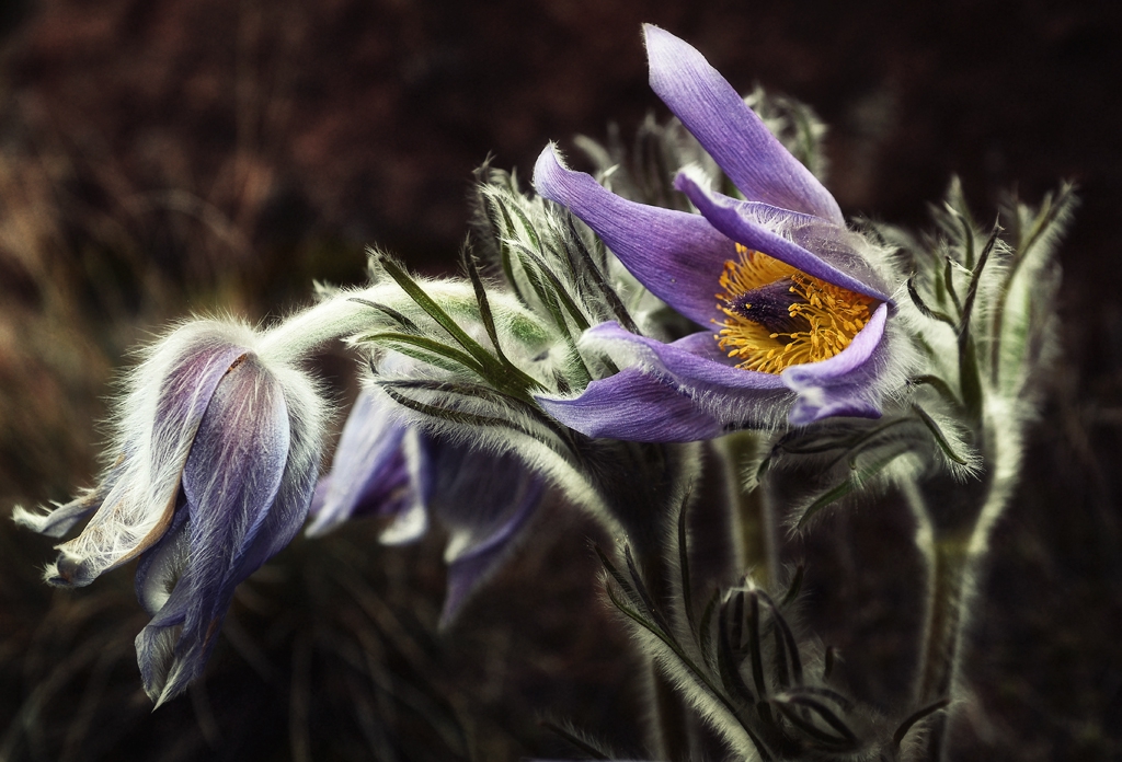 съсънка  Pulsatilla Pratensis L