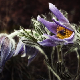 съсънка  Pulsatilla Pratensis L
