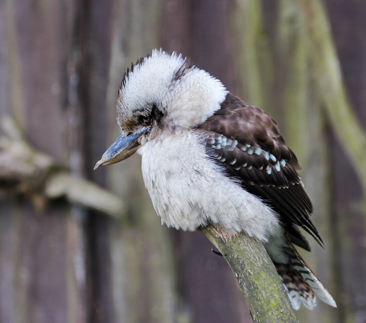 Kookabura