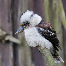 Kookabura