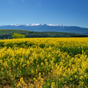 Рила