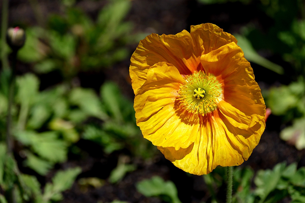 Papaver nudicaule,Iceland poppy