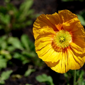 Papaver nudicaule,Iceland poppy