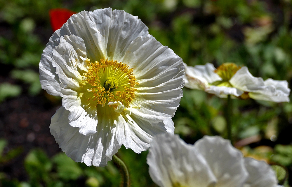 Papaver nudicaule,Iceland poppy