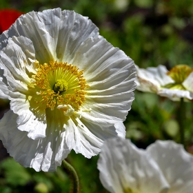 Papaver nudicaule,Iceland poppy