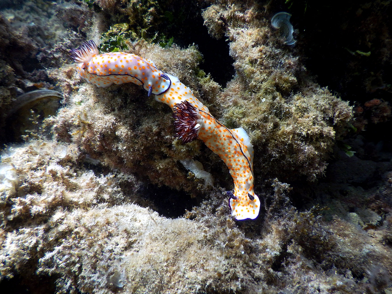 Симпатяги са, нали.... Phyllidia coelestis