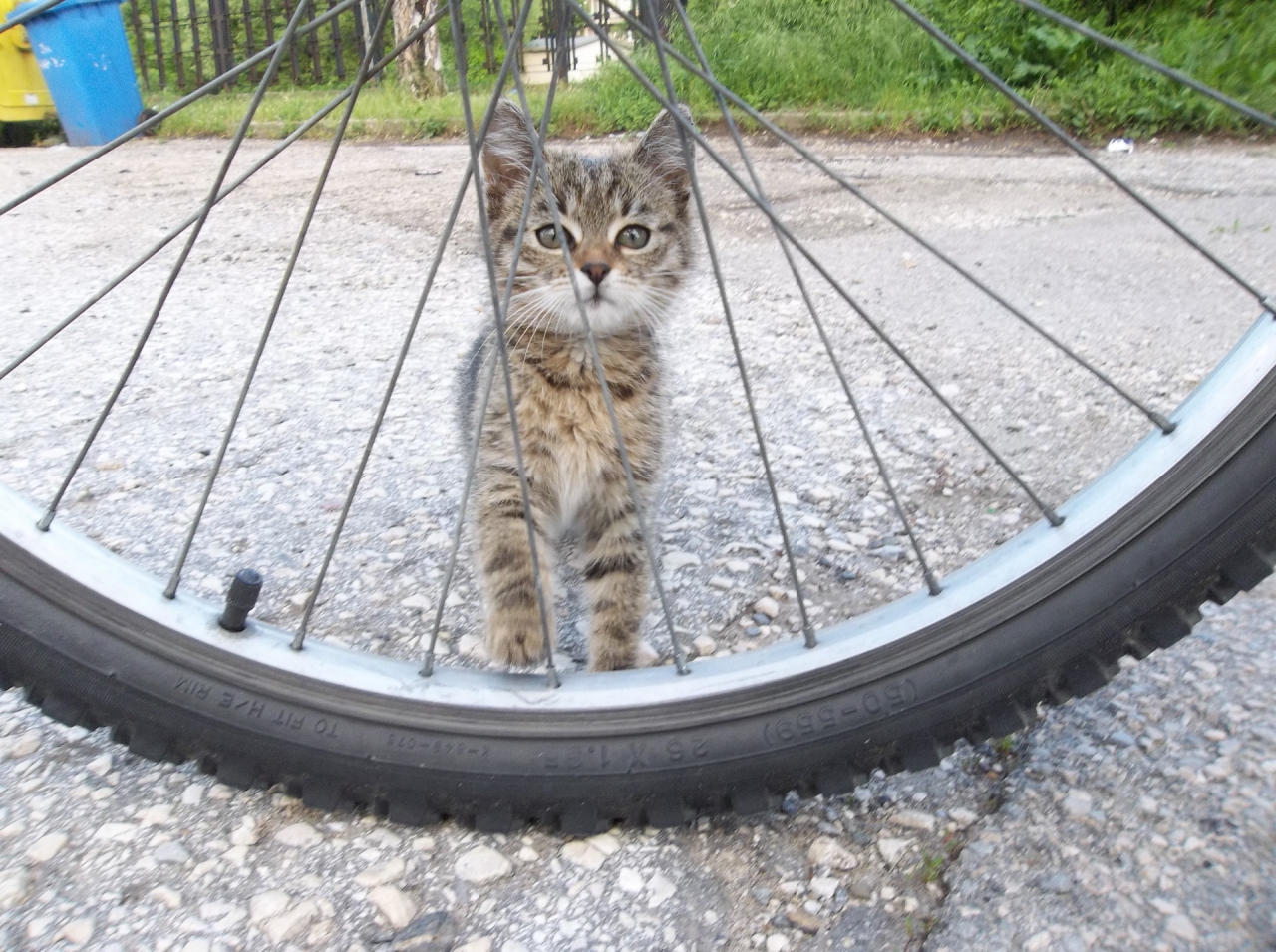 Коте