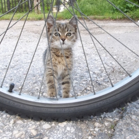 Коте