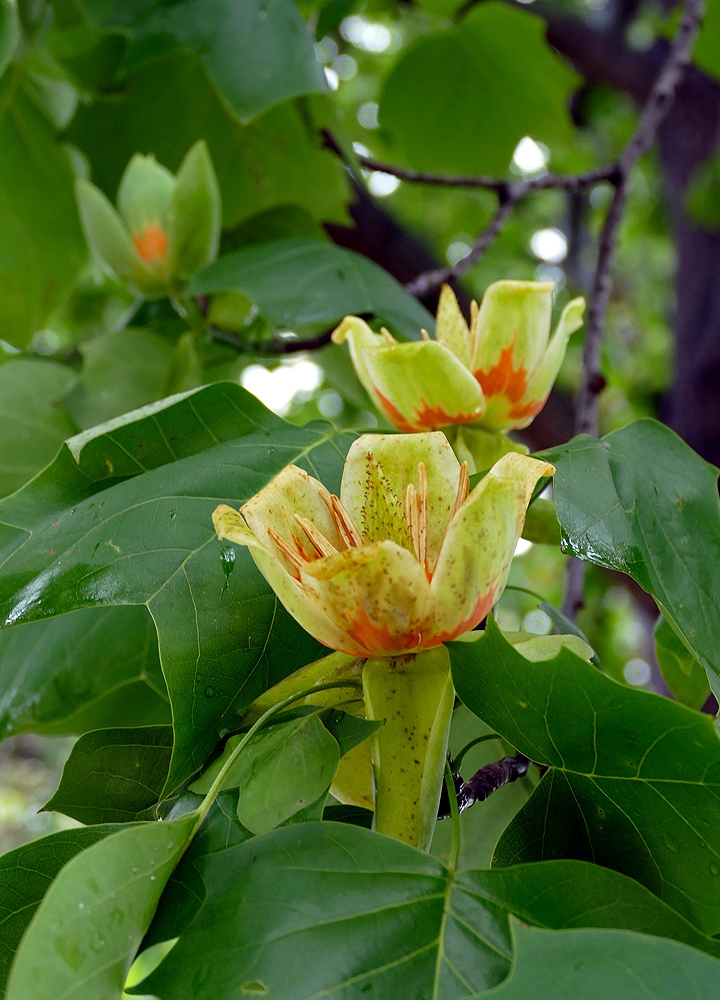 Tulip tree , Liriodendron