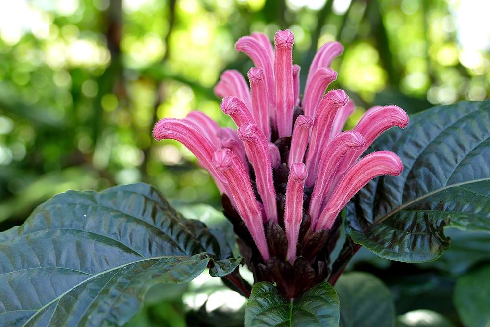 Justicia carnea,Brazilian plume flower, Brazilian plume, flamingo flower, jacobinia