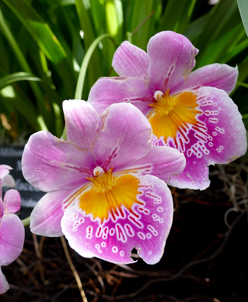 Miltoniopsis, Pansy Orchid