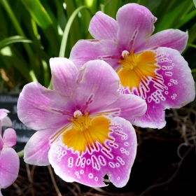 Miltoniopsis, Pansy Orchid