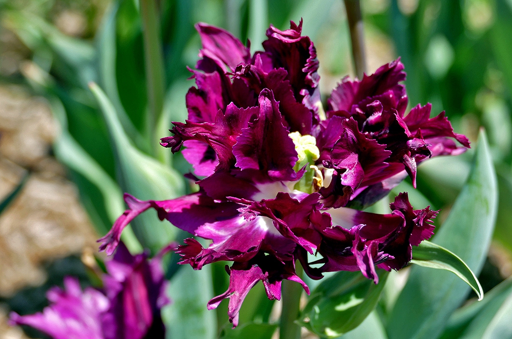 Black Parrot Tulip